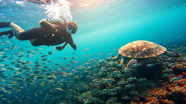 Découvrez des expériences mémorables en plongée sous-marine