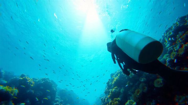 Découvrez des expériences mémorables en plongée sous-marine